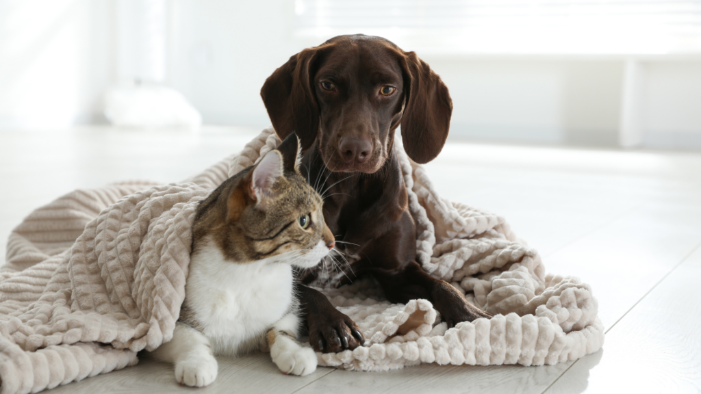 Clinique Vétérinaire de la Rivière - L'analyse urinaire chez les chiens et  les chats